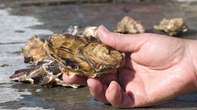 Oyster