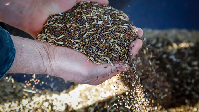 Canola grower David Reid checks on his storage bins full of last year's crop of canola seed on his farm near Cremona, Alberta, Canada, Friday, March 22, 2019. China has stopped all new purchases of Canadian canola seeds in what some see as retaliation for Canada's arrest of a top executive of Chinese tech giant Huawei. The Canola Council of Canada said late Thursday exporters are reporting Chinese importers are unwilling to purchase the seeds at this time.