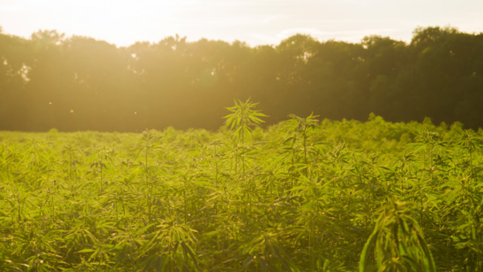 Hemp 5c1268a3e0f3a