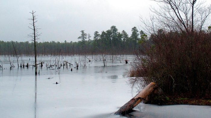 This Jan. 6, 2014 photo shows a section of the Pinelands region in Lakehurst N.J. On March 25, 2019, the New Jersey Department of Environmental Protection ordered five companies that make chemicals used to stain-proof clothing and make non-stick cookware to fund a plan to clean up contamination of the state's environment, including waterways, that have been tainted by the presence of the chemicals.