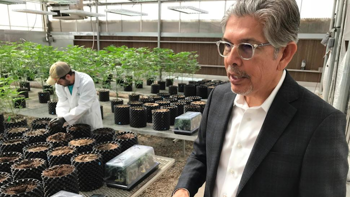 In this April 6, 2018 file photo, Ultra Health president and chief executive officer Duke Rodriguez discusses the medical marijuana industry during a tour of the company's greenhouse in Bernalillo, N.M. Ultra Health and other licensed producers are praising a decision made March 1, 2019 by the New Mexico Department of Health to temporarily raise the cap on the number of plants they can have as the result of a court battle.