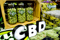 In this Aug. 31, 2018, file photo CBD buds of chocolate by Chronic Candy are displayed at the Big Industry Show at the Los Angeles Convention Center. From skin-care lotions to bottled water, cannabis companies are rolling out a growing array of consumer products infused with a chemical found in marijuana called cannabidiol, or CBD.
