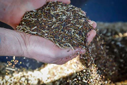 Canola grower David Reid checks on his storage bins full of last year's crop of canola seed on his farm near Cremona, Alberta, Canada, Friday, March 22, 2019. China has stopped all new purchases of Canadian canola seeds in what some see as retaliation for Canada's arrest of a top executive of Chinese tech giant Huawei. The Canola Council of Canada said late Thursday exporters are reporting Chinese importers are unwilling to purchase the seeds at this time.