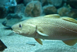 Cod Fish Floating In Aquarium 492942094 2128x1413