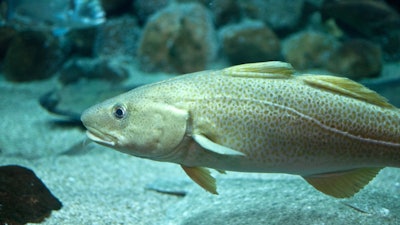 Cod Fish Floating In Aquarium 492942094 2128x1413