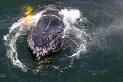This undated file photo provided by the National Oceanic and Atmospheric Administration shows a humpback whale entangled in fishing line, ropes, buoys and anchors in the Pacific Ocean off Crescent City, Calif. California crab fisheries will close for the season in April 2019 when whales are feeding off the state's coast as part of an effort to keep Dungeness crab fishery gear from killing protected whales, officials announced Tuesday, March 26, 2019. The April 15 closure, three months before the crab fishing season normally ends, is part of a settlement reached by the Center for Biological Diversity and the California Department of Fish and Wildlife.