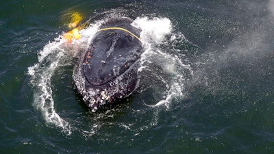 This undated file photo provided by the National Oceanic and Atmospheric Administration shows a humpback whale entangled in fishing line, ropes, buoys and anchors in the Pacific Ocean off Crescent City, Calif. California crab fisheries will close for the season in April 2019 when whales are feeding off the state's coast as part of an effort to keep Dungeness crab fishery gear from killing protected whales, officials announced Tuesday, March 26, 2019. The April 15 closure, three months before the crab fishing season normally ends, is part of a settlement reached by the Center for Biological Diversity and the California Department of Fish and Wildlife.