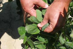The controversial weedkiller dicamba is an active ingredient in Monsanto pesticides.