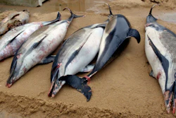 This photo shows dead dolphins on a shore of La Tranche sur Mer, on the Atlantic coast, western France. France has been shaken into action after a record number of dead dolphins have washed up on the country’s Atlantic coast .