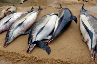 This photo shows dead dolphins on a shore of La Tranche sur Mer, on the Atlantic coast, western France. France has been shaken into action after a record number of dead dolphins have washed up on the country’s Atlantic coast .