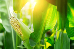 Fresh Cob Of Ripe Corn On Green Field At Sunset 599971330 3869x2579