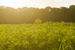 Hemp 5c1268a3e0f3a