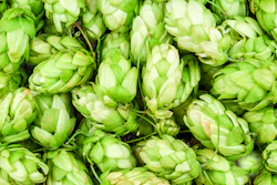 Hops