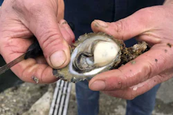 Oyster