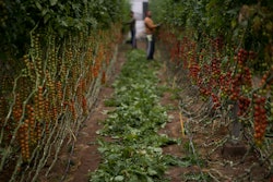 Workers remove the dry leaves before collecting the tomatoes inside a greenhouse.