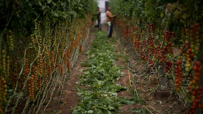 Workers remove the dry leaves before collecting the tomatoes inside a greenhouse.