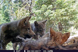 Wolf