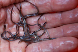 Baby Eels