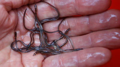 Baby Eels
