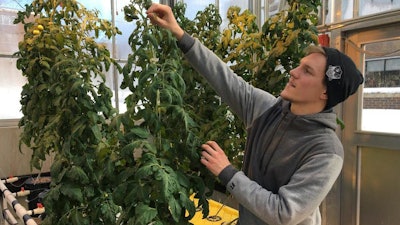 In this Feb. 14, 2019 photo, Colton Welch, a junior at the State University of New York at Morrisville, N.Y., tends hydroponic tomato plants which will provide students with data applicable to cannabis cultivation. The college's new minor in cannabis studies is among a handful of new university programs aimed at preparing students for careers in marijuana and hemp industries.