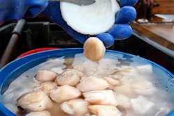 Scallops