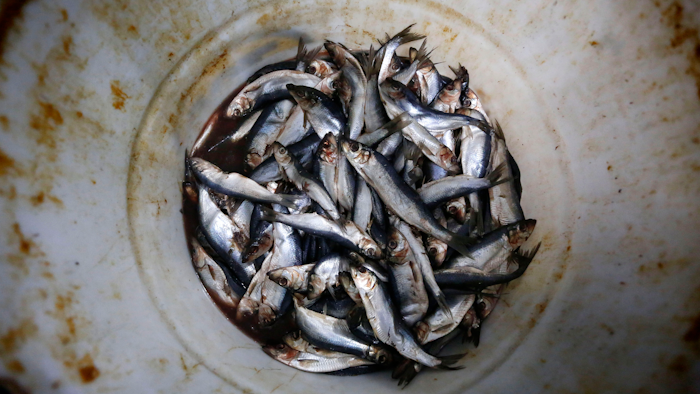 In this March 18, 2019 photo, herring cover the bottom of a barrel at a bait dealer in Portland, Maine. Members of the lobster business fear a looming bait crisis could disrupt the industry during a time when lobsters are as plentiful and valuable as ever. The fishery relies on herring, a small, schooling fish that other fishermen seek in the Atlantic Ocean.