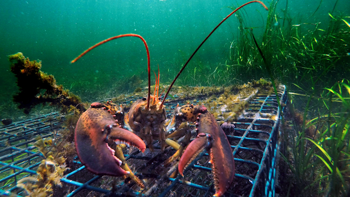 In this Sept. 5, 2018 file photo, a lobster walks over the top of a lobster trap off the coast of Biddeford, Maine. Interstate fishing regulators are grappling in April 2019 with new restrictions on lobster fishing, which faces new limitations designed to protect whales.