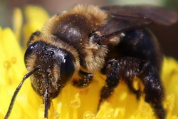 Bees