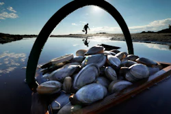 In this file photo, a basket of clams sit in the water as Mike Suprin, of Rollinsford, N.H., calls it a day after filling his basket with softshell clams at Cape Porpoise in Kennebunkport, Maine.