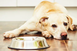 Hungry Doggie