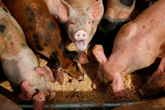 In this April 2, 2019, photo, pigs eat from a trough at the Las Vegas Livestock pig farm in Las Vegas. The farm feeds their pigs with food wast from Las Vegas casinos.