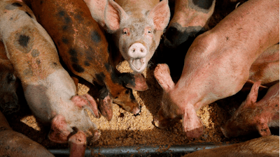 In this April 2, 2019, photo, pigs eat from a trough at the Las Vegas Livestock pig farm in Las Vegas. The farm feeds their pigs with food wast from Las Vegas casinos.