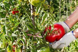 Tomatoes On The Vine