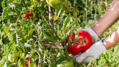 Tomatoes On The Vine