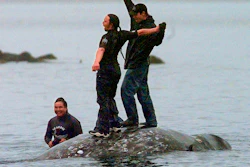 In this May 17, 1999 file photo, two Makah Indian whalers stand atop the carcass of a dead gray whale moments after helping tow it close to shore in the harbor at Neah Bay, Washington. Earlier in the day, Makah Indians hunted and killed the whale in their first successful hunt since voluntarily quitting whaling over 70 years earlier.