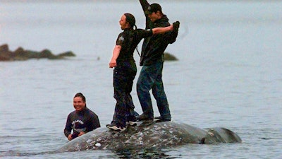 In this May 17, 1999 file photo, two Makah Indian whalers stand atop the carcass of a dead gray whale moments after helping tow it close to shore in the harbor at Neah Bay, Washington. Earlier in the day, Makah Indians hunted and killed the whale in their first successful hunt since voluntarily quitting whaling over 70 years earlier.