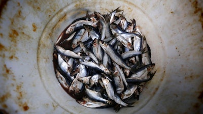In this March 18, 2019 photo, herring cover the bottom of a barrel at a bait dealer in Portland, Maine. Members of the lobster business fear a looming bait crisis could disrupt the industry during a time when lobsters are as plentiful and valuable as ever. The fishery relies on herring, a small, schooling fish that other fishermen seek in the Atlantic Ocean.