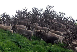 This undated photo provided by Pat Pletnikoff, shows reindeer traveling on Saint George Island near the village of Saint George, Alaska. A minister on another Alaska island is leading an effort to help the impoverished Native village create a new economy with the plentiful supply of reindeer that roam its island home.