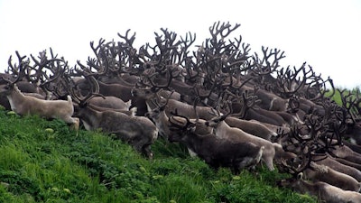 This undated photo provided by Pat Pletnikoff, shows reindeer traveling on Saint George Island near the village of Saint George, Alaska. A minister on another Alaska island is leading an effort to help the impoverished Native village create a new economy with the plentiful supply of reindeer that roam its island home.