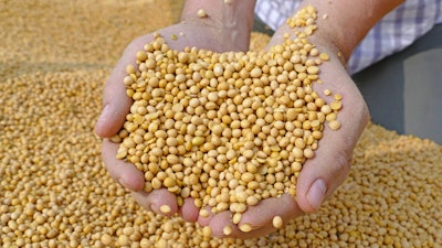 Soybean