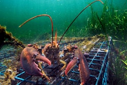 In this Sept. 5, 2018 file photo, a lobster walks over the top of a lobster trap off the coast of Biddeford, Maine. Interstate fishing regulators are grappling in April 2019 with new restrictions on lobster fishing, which faces new limitations designed to protect whales.