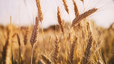 Wheat