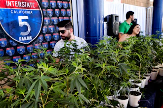 In this Oct. 20, 2018, file photo marijuana clone plants are displayed for sale by Interstate 5 Farms at the cannabis-themed Kushstock Festival at Adelanto, Calif. When California voters broadly legalized marijuana, they were promised that a vast computer platform would closely monitor products moving through the new market. Sixteen months after the start of broad legal sales, just a few hundred operators are entering data into the track-and-trace system.