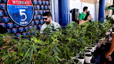 In this Oct. 20, 2018, file photo marijuana clone plants are displayed for sale by Interstate 5 Farms at the cannabis-themed Kushstock Festival at Adelanto, Calif. When California voters broadly legalized marijuana, they were promised that a vast computer platform would closely monitor products moving through the new market. Sixteen months after the start of broad legal sales, just a few hundred operators are entering data into the track-and-trace system.