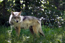 Mexican gray wolves have been blamed for killing nearly as many cows and calves in the first four months of 2019 as they did all of last year.
