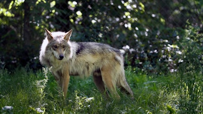 Mexican gray wolves have been blamed for killing nearly as many cows and calves in the first four months of 2019 as they did all of last year.