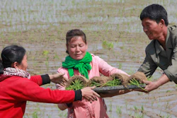 Farmers replant rice seedlings in a field in Chongsan-ri, North Korea.