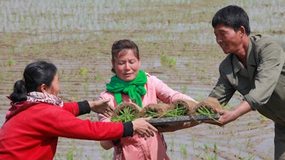 Farmers replant rice seedlings in a field in Chongsan-ri, North Korea.