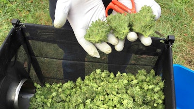 In this Sept. 30, 2016, file photo, a marijuana harvester examines buds going through a trimming machine near Corvallis, Ore. In an attempt to reduce the marijuana inventory in Oregon, the state is moving toward allowing the Oregon Liquor Control Commission to refuse to issue initial marijuana production licenses, based on supply and demand.