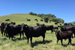 Panorama Meats supports U.S. family ranchers who raise organic, grass-fed beef.
